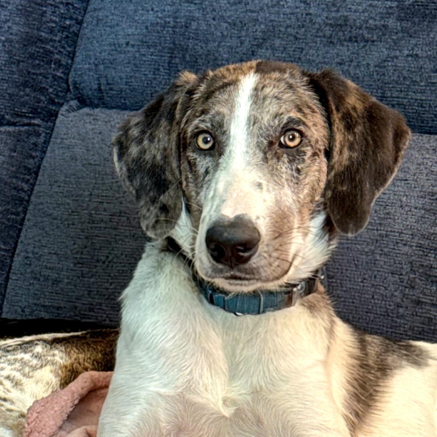 ZEKE, Adoptable, Puppy Male Catahoula Leopard Dog.