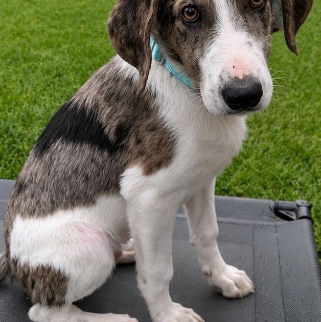 Enlarge ZEKE, an adoptable mixed breed in Evansville, WI image 2/4