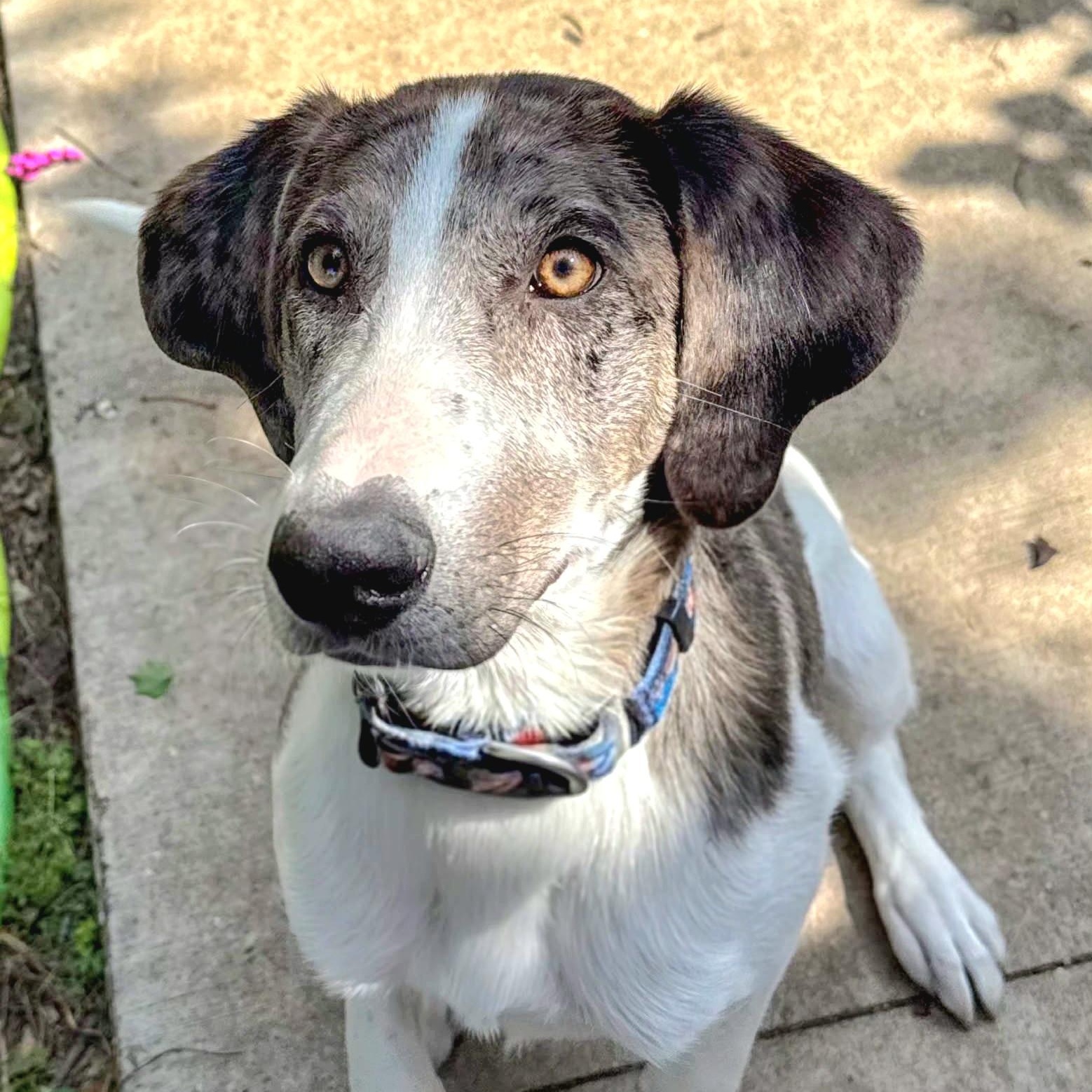 Enlarge ZEKE, a Adoptable mixed breed in Evansville, WI image 4/4