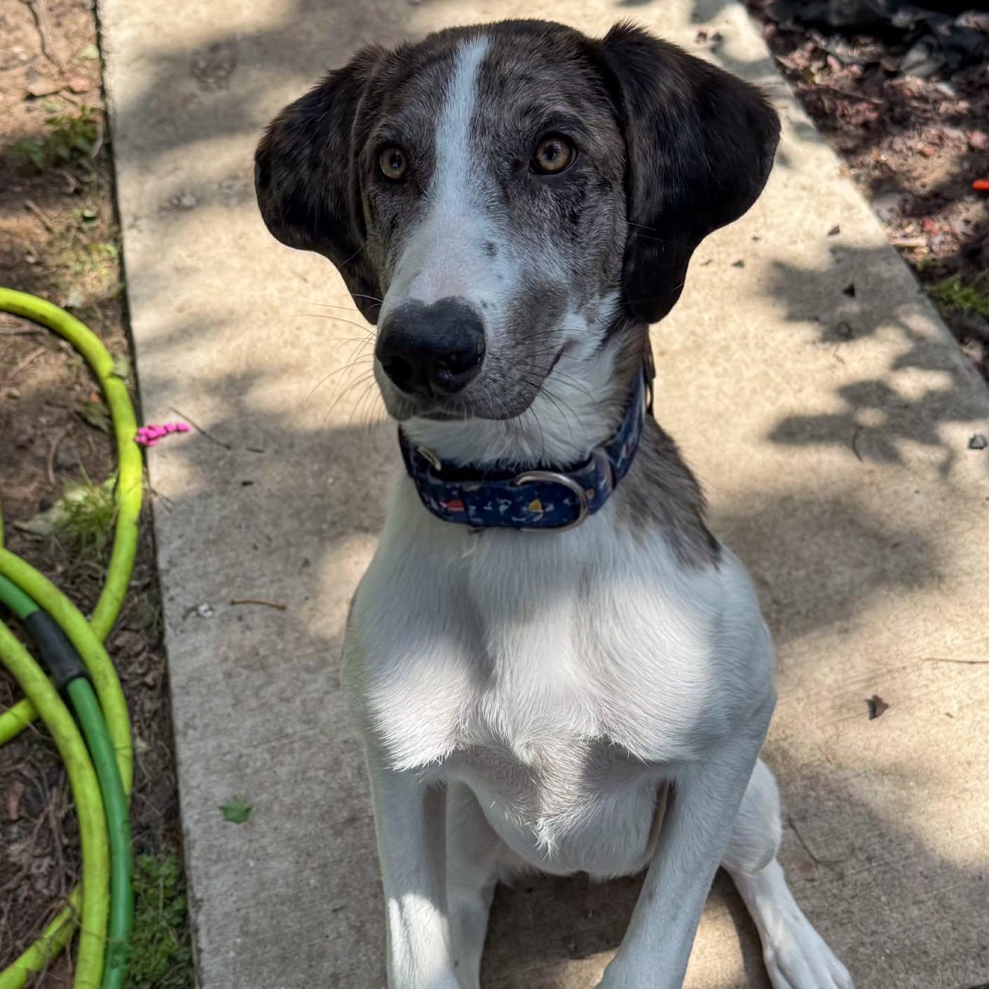 Enlarge ZEKE, a Adoptable mixed breed in Evansville, WI image 3/4