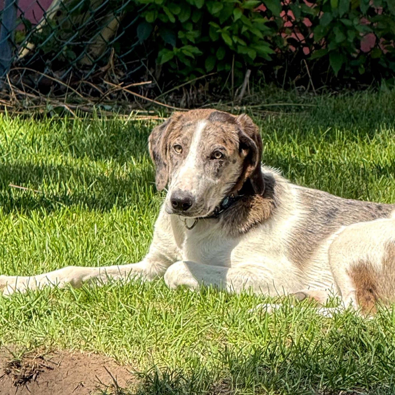 Enlarge ZEKE, a Adoptable mixed breed in Evansville, WI image 2/4