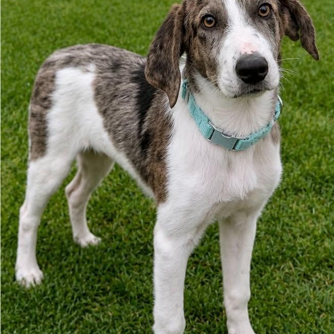 Enlarge ZEKE, an adoptable mixed breed in Evansville, WI image 4/4