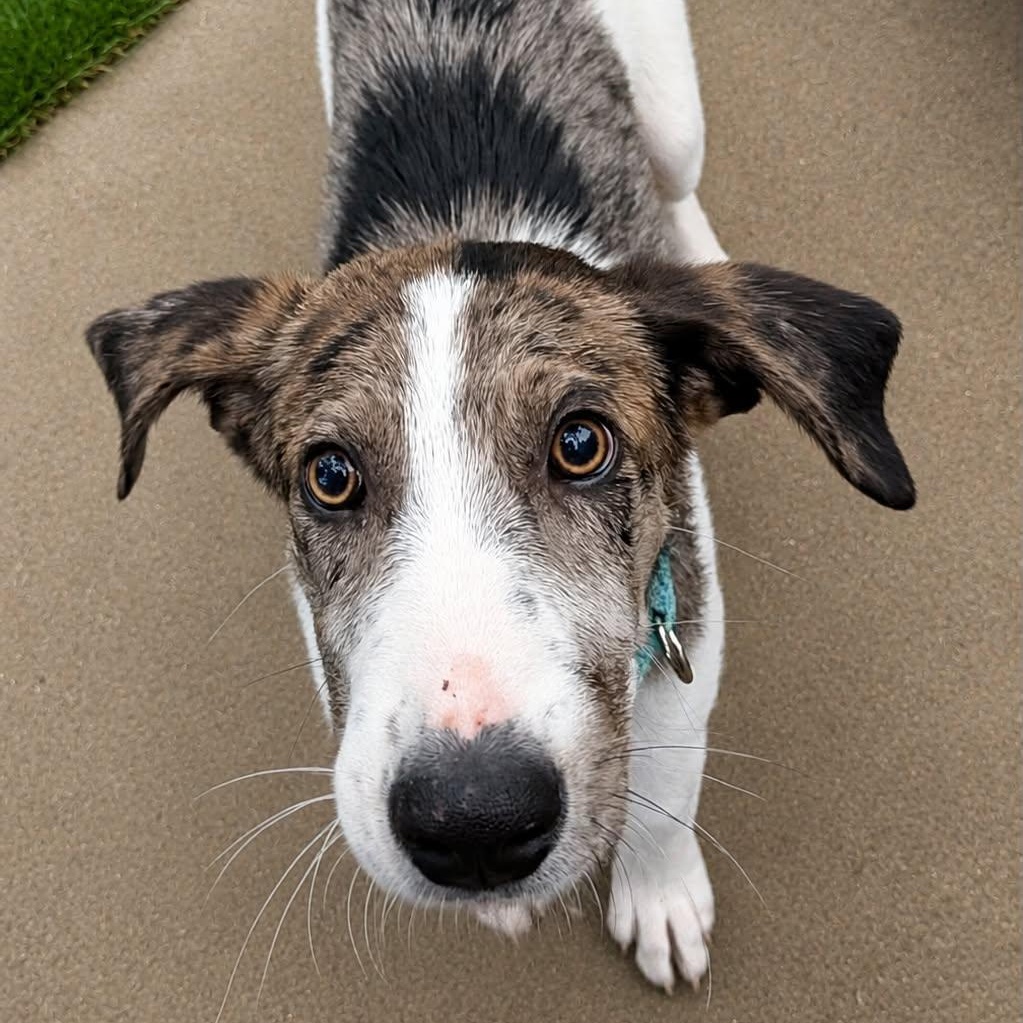 Enlarge ZEKE, an adoptable mixed breed in Evansville, WI image 3/4