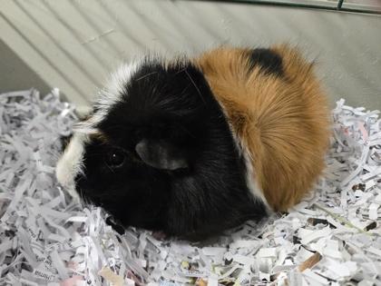 Enlarge Camo, a Adoptable mixed breed in East Brookfield, MA image 1/1