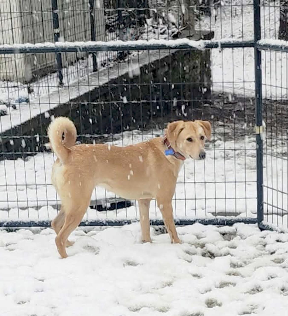 Enlarge Bambi, a Adoptable mixed breed in Thurmont, MD image 5/6