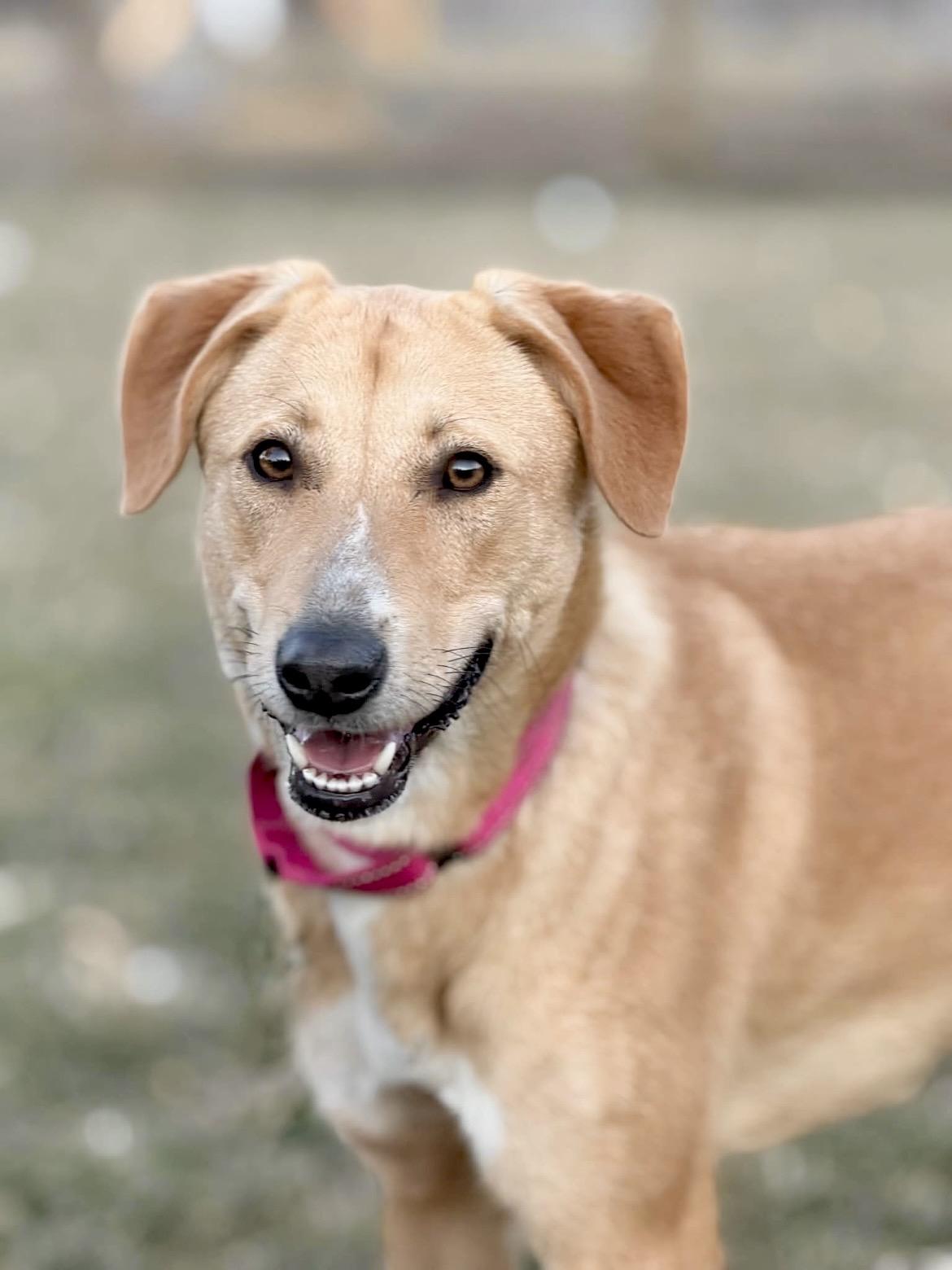 Bambi, Adoptable, Young Female Yellow Labrador Retriever & Shepherd.