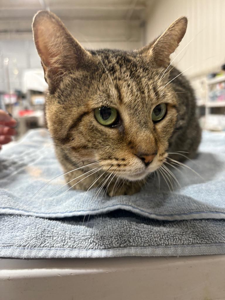 Sig, Adopted, Adult Male Domestic Short Hair.