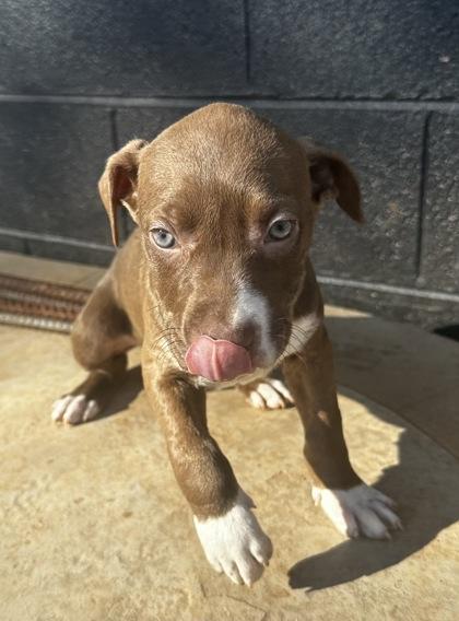 Topeka, Adoptable, Puppy Female Labrador Retriever & Rottweiler.