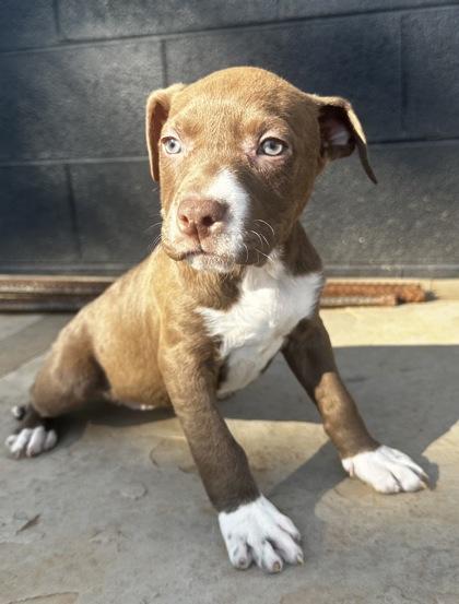 Topeka, Adoptable, Puppy Female Labrador Retriever & Rottweiler.