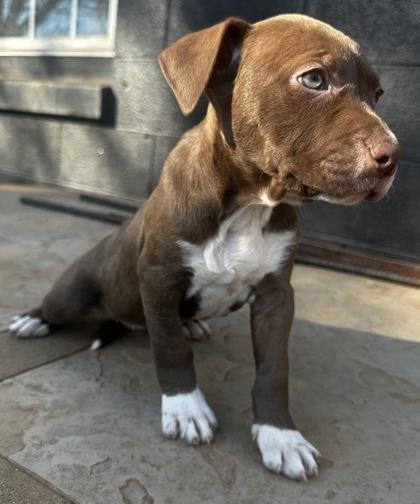 Enlarge Topeka, a Adoptable mixed breed in Wilkesboro, NC image 3/3