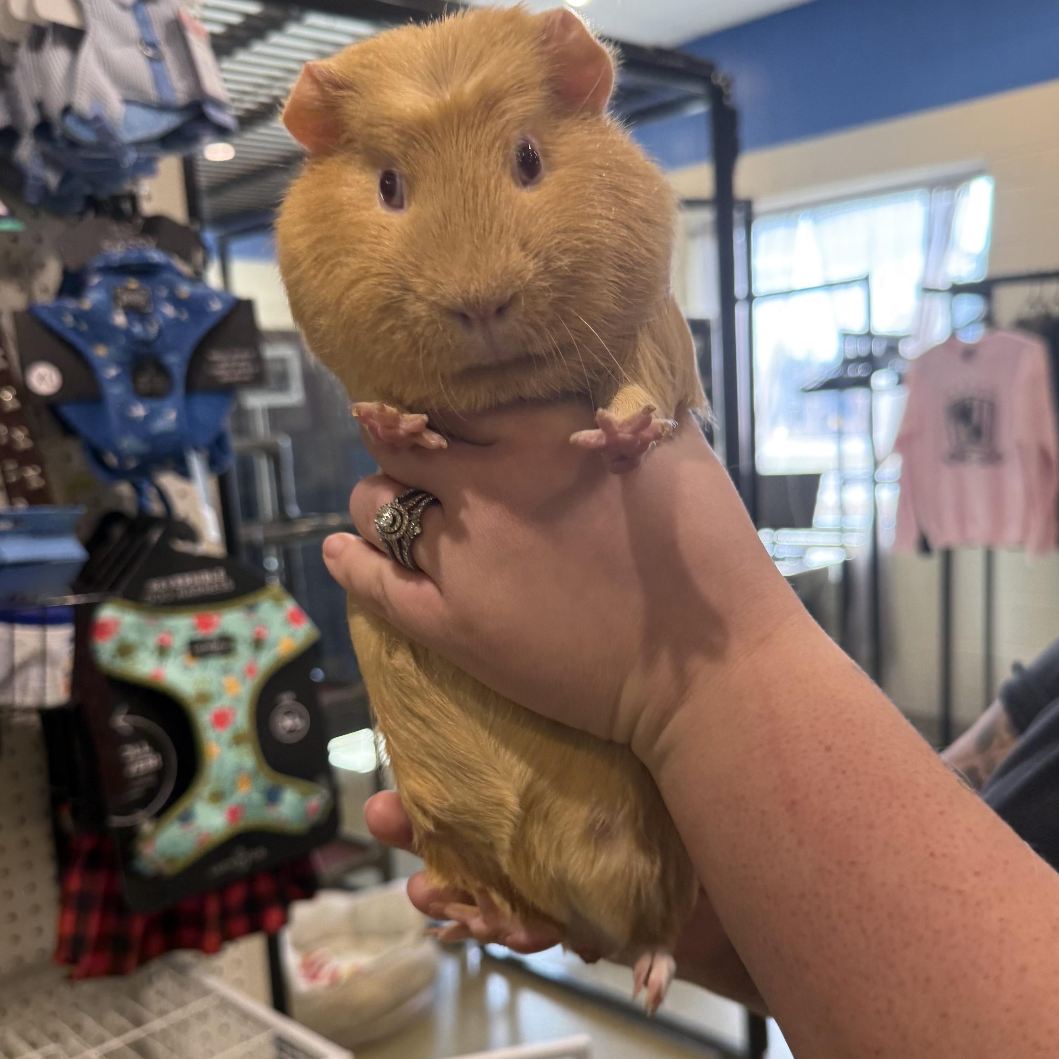 Orange , adopted, Adult Male Guinea Pig.