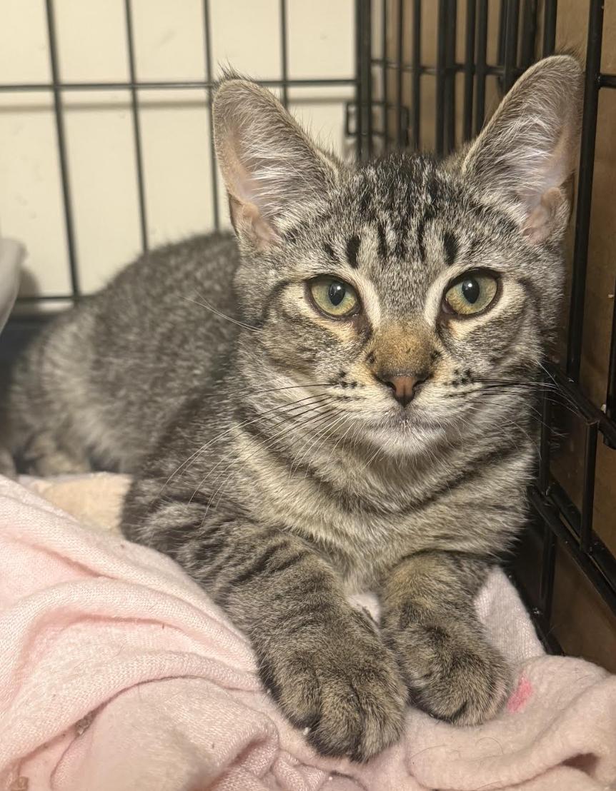 Balsam, Adoptable, Kitten Male Domestic Short Hair & Tabby.