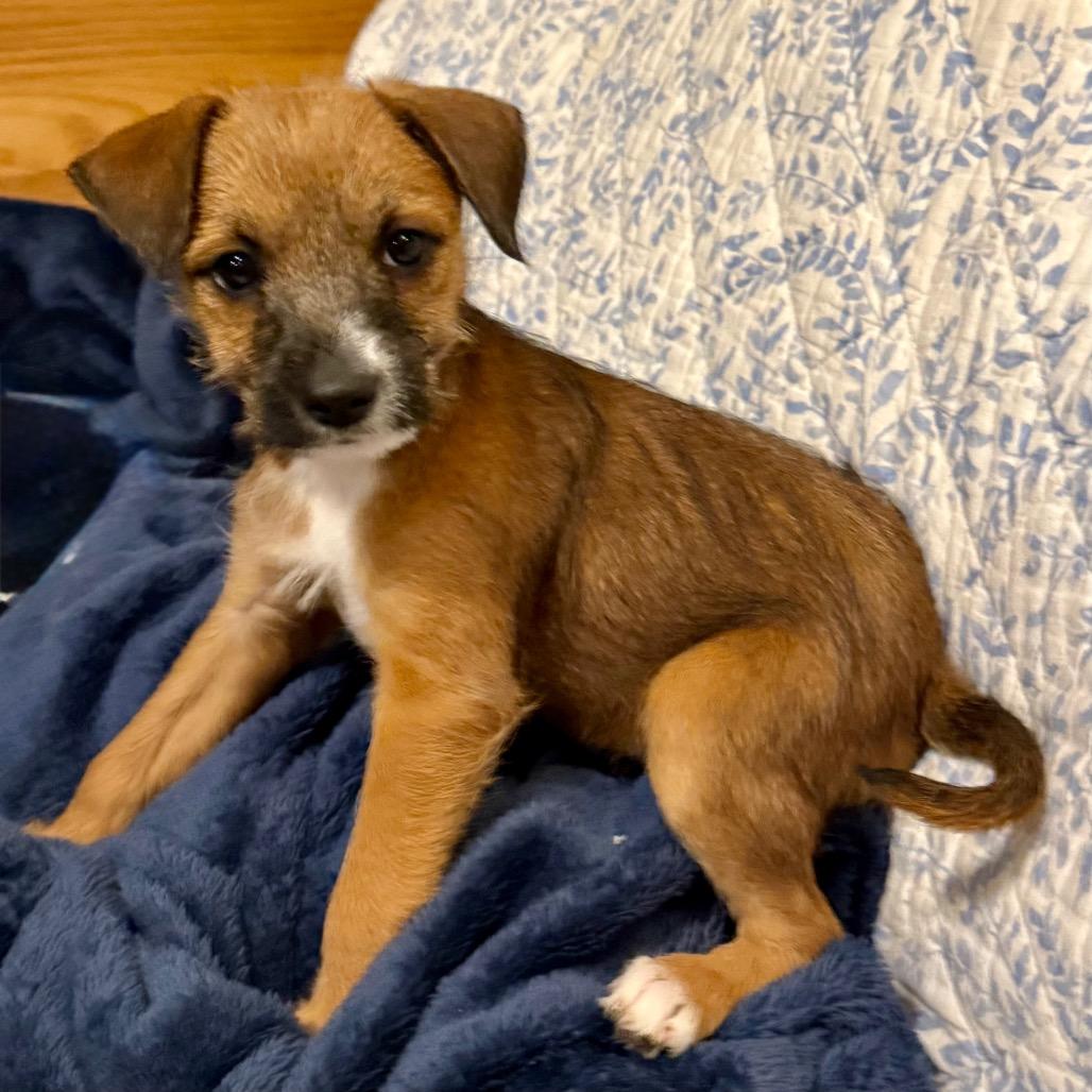 Dean, Adoptable, Puppy Male Terrier & Mixed Breed.