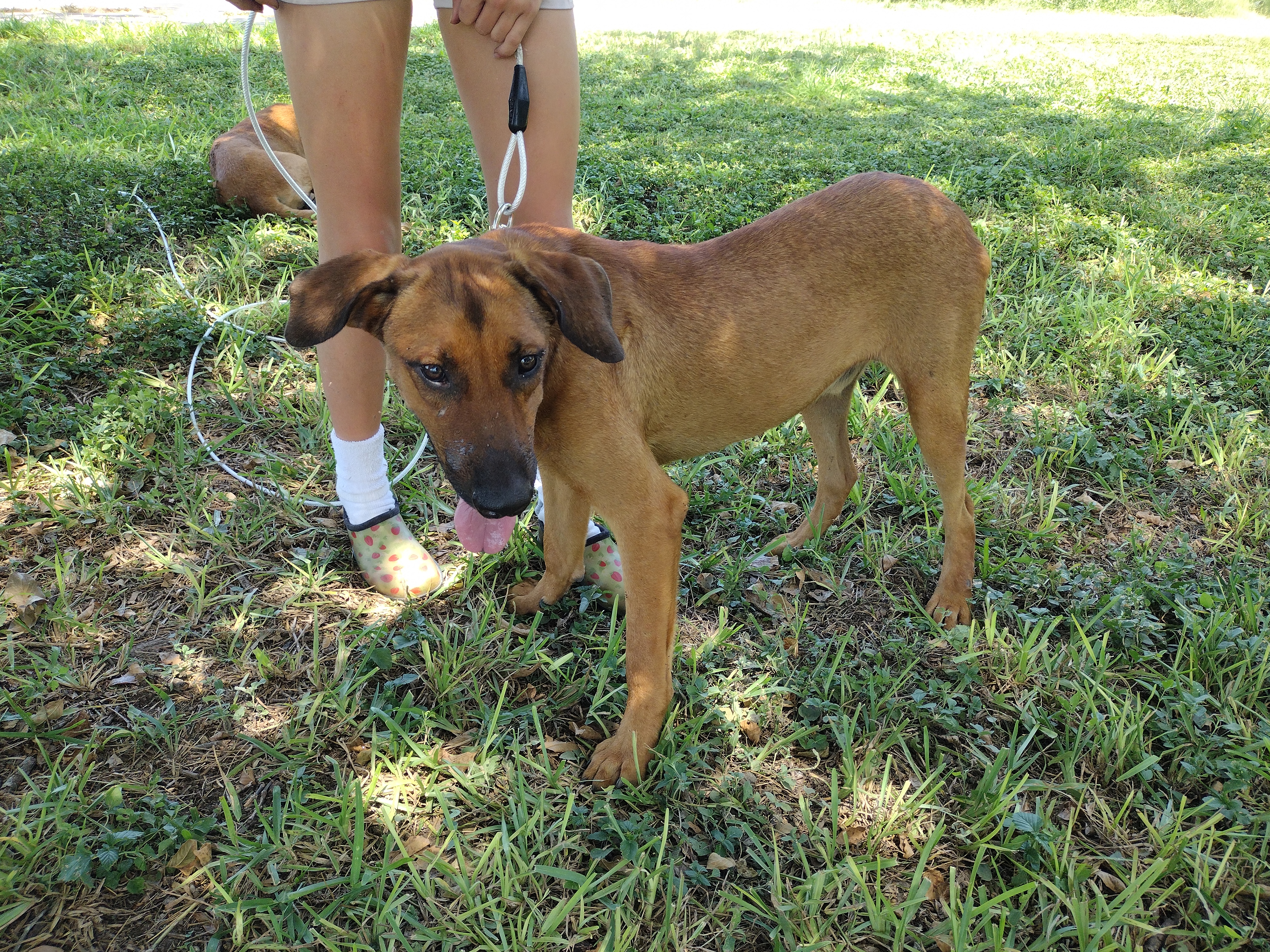 Max, Adoptable, Young Male Labrador Retriever.