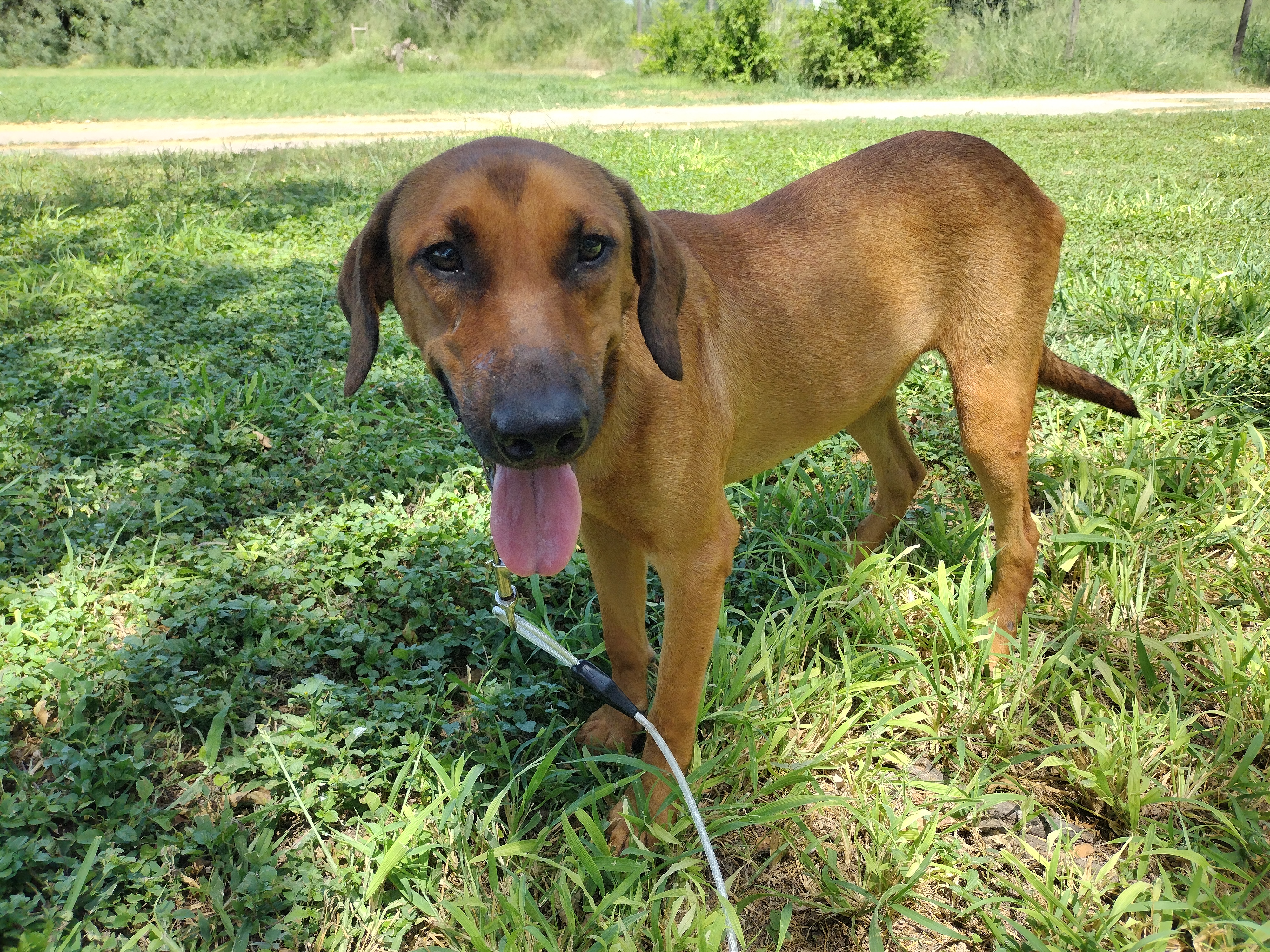Enlarge Max, a Adoptable mixed breed in Donna, TX image 2/5