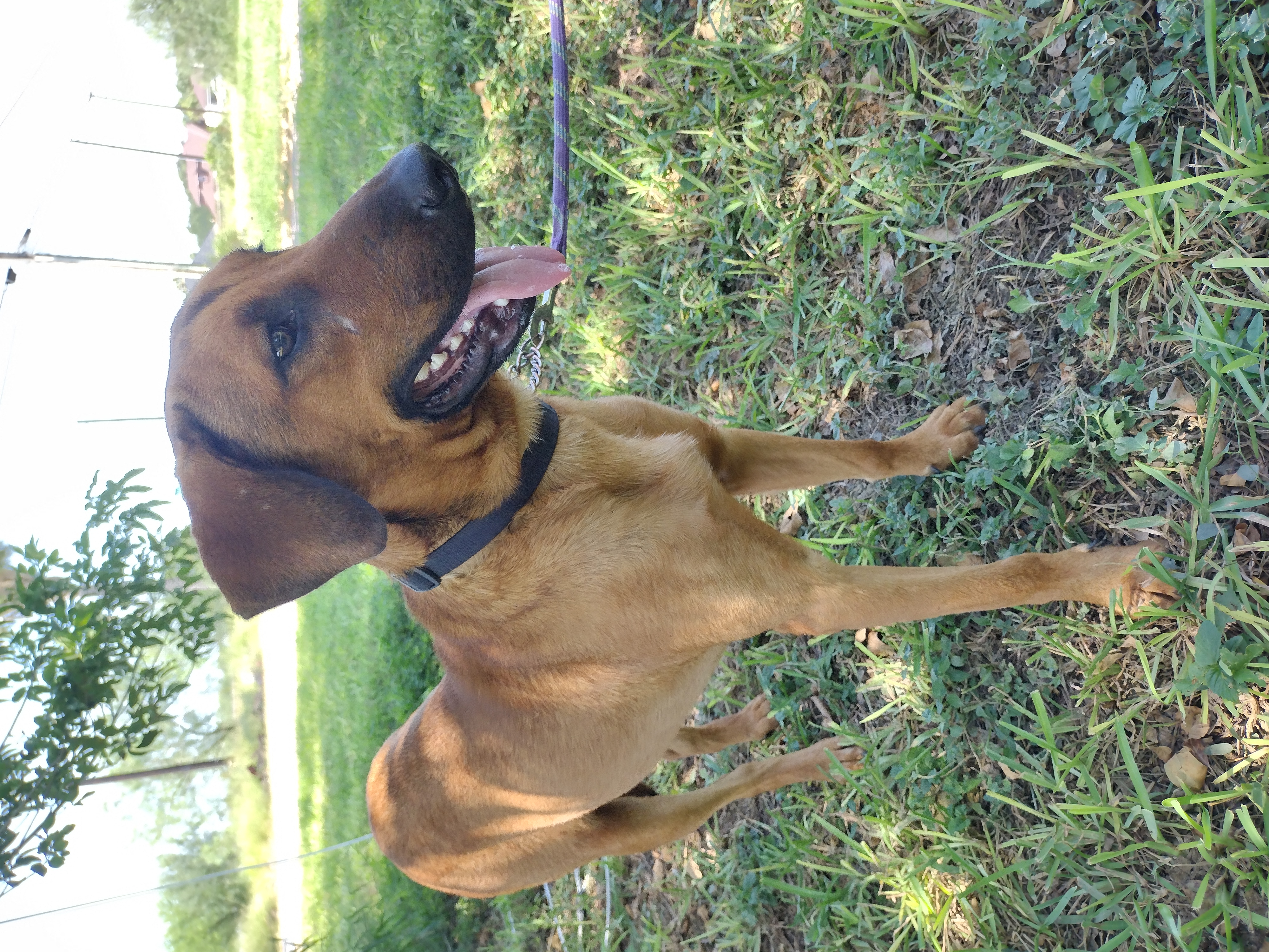 Enlarge Max, a Adoptable mixed breed in Donna, TX image 3/5