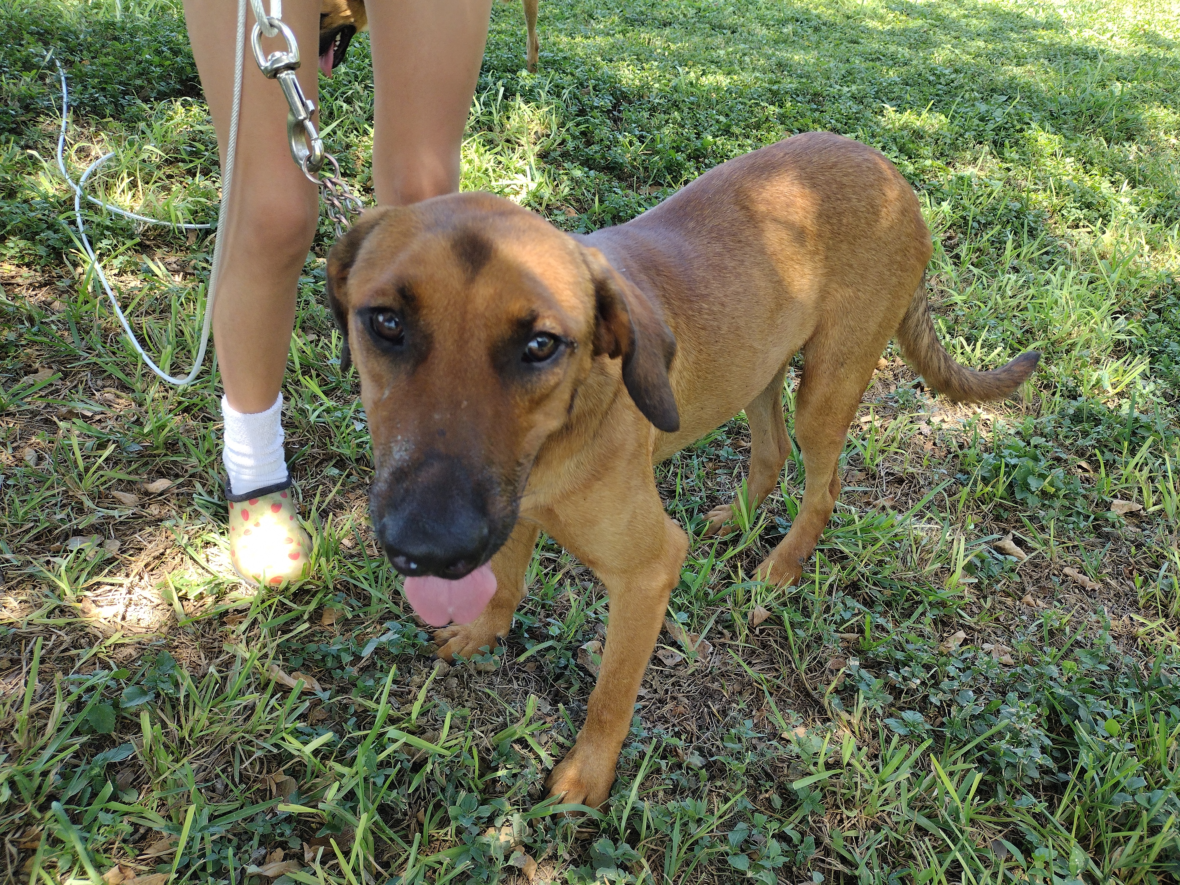 Enlarge Max, a Adoptable mixed breed in Donna, TX image 4/5