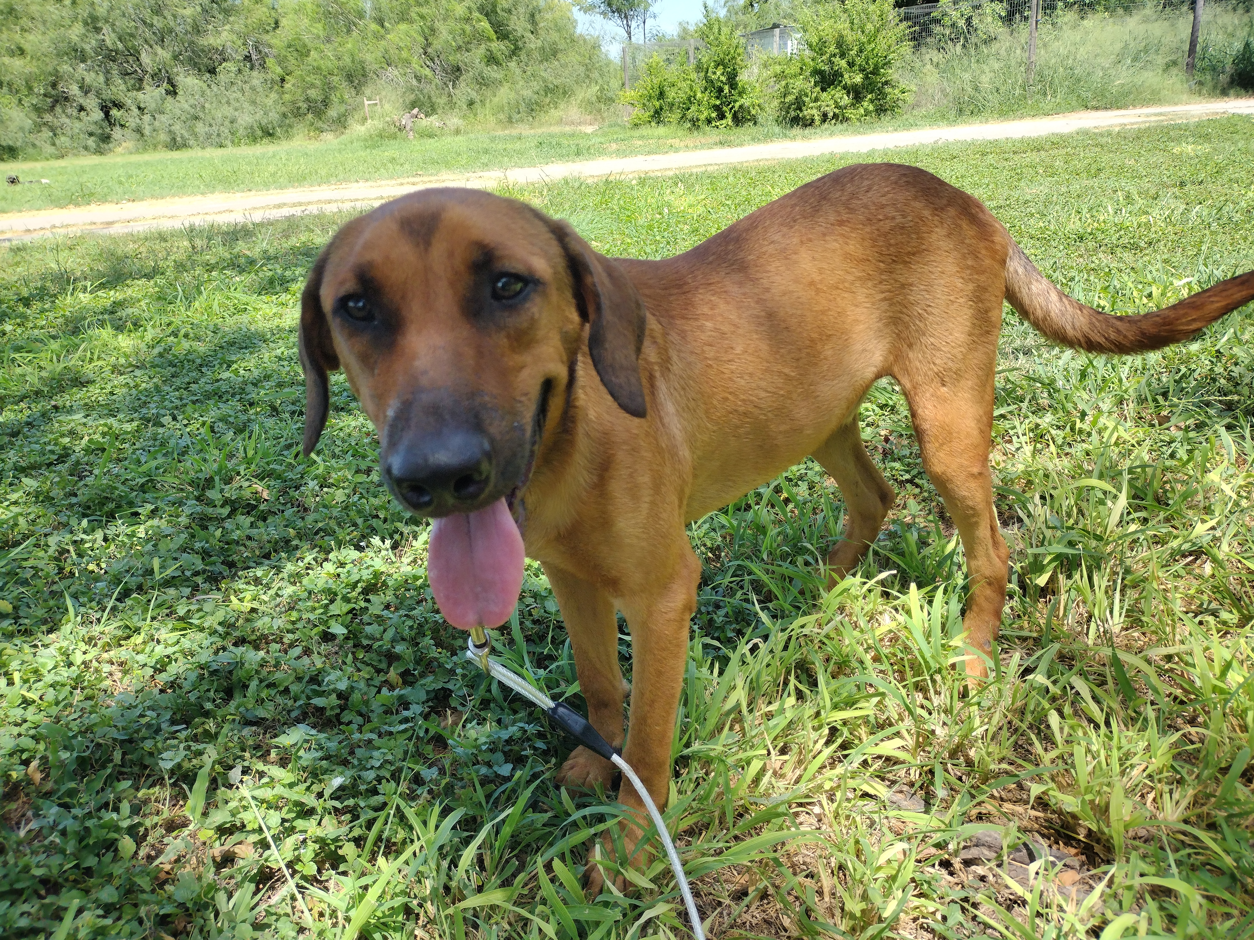 Enlarge Max, a Adoptable mixed breed in Donna, TX image 5/5