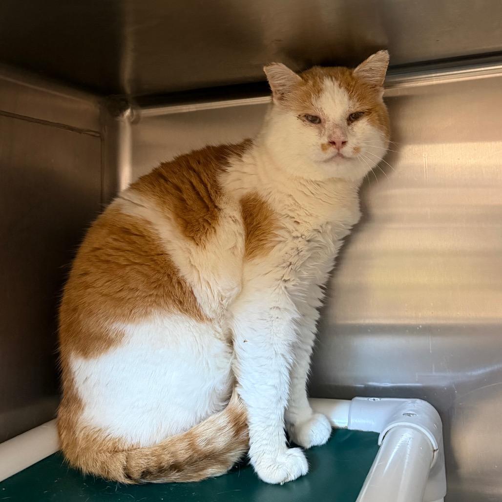 Enlarge Matchoo, a Adoptable Domestic Short Hair in Spanish Fork, UT image 1/1