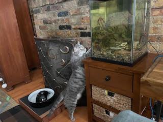 Patsy (& Miata), a Adoptable Domestic Short Hair in Chicago, IL image 4/6