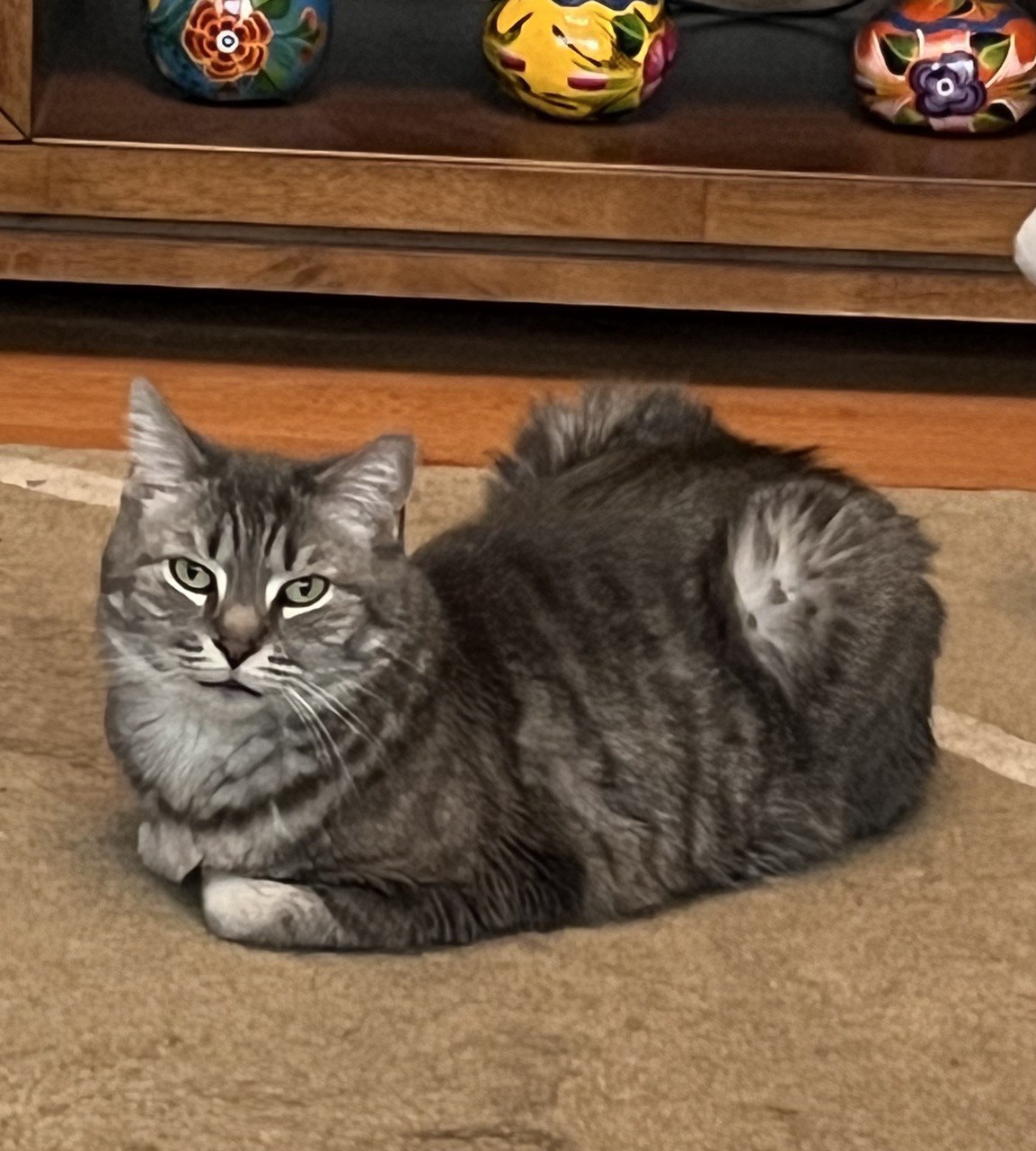 Patsy (& Miata), a Adoptable Domestic Short Hair in Chicago, IL image 2/6