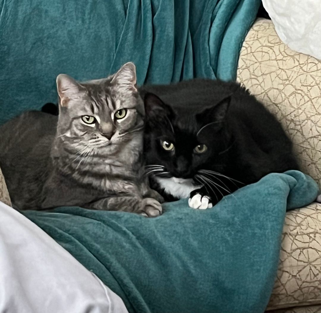 Patsy (& Miata), a Adoptable Domestic Short Hair in Chicago, IL image 5/6