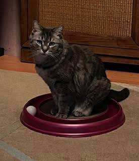 Patsy (& Miata), a Adoptable Domestic Short Hair in Chicago, IL image 1/6