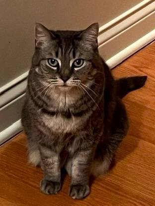 Patsy (& Miata), a Adoptable Domestic Short Hair in Chicago, IL image 3/6