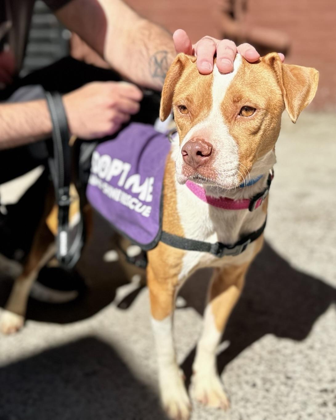 Enlarge Constance, a Adopted mixed breed in Woodstock, NY image 3/5