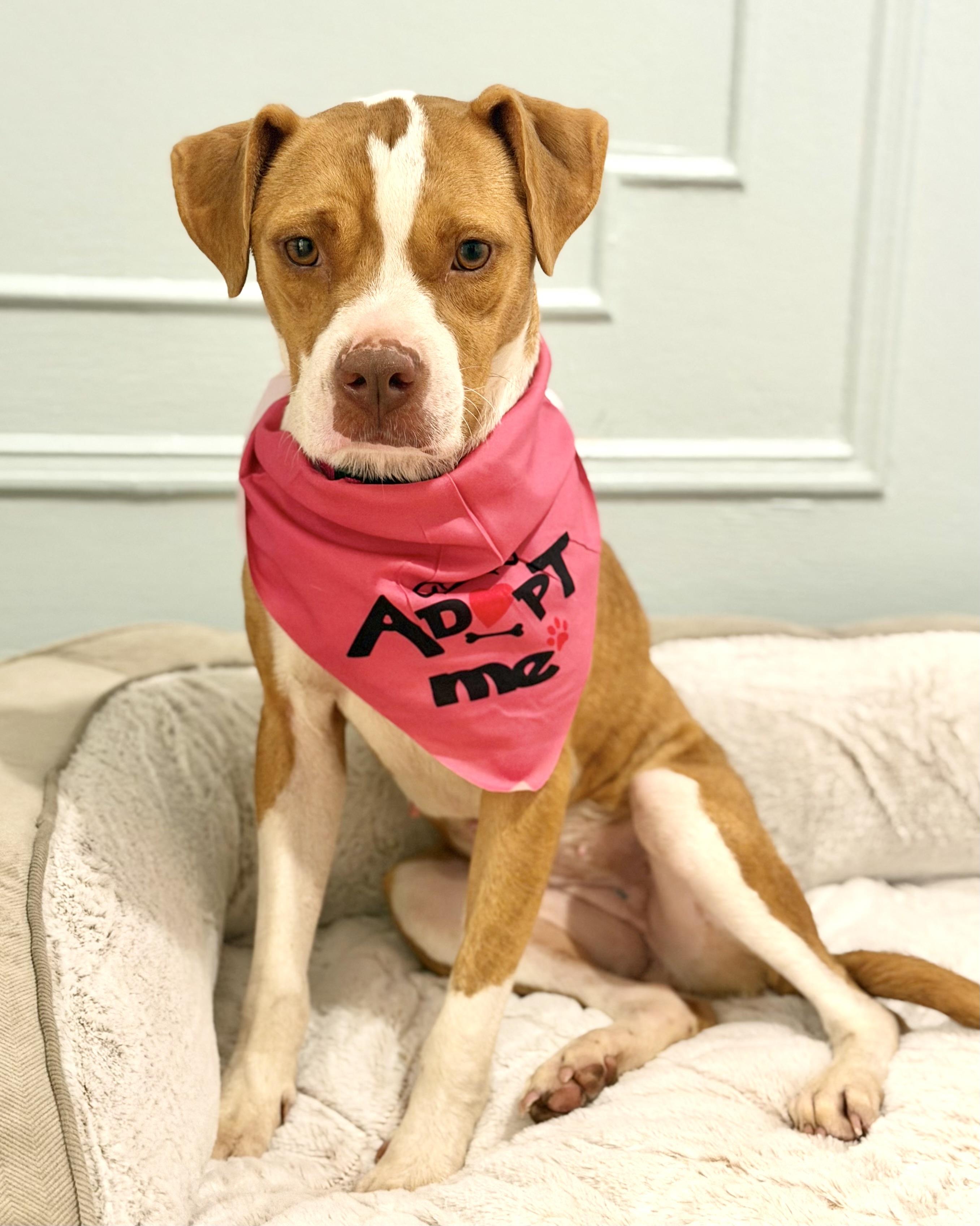 Constance, Adopted, Young Female Boxer.