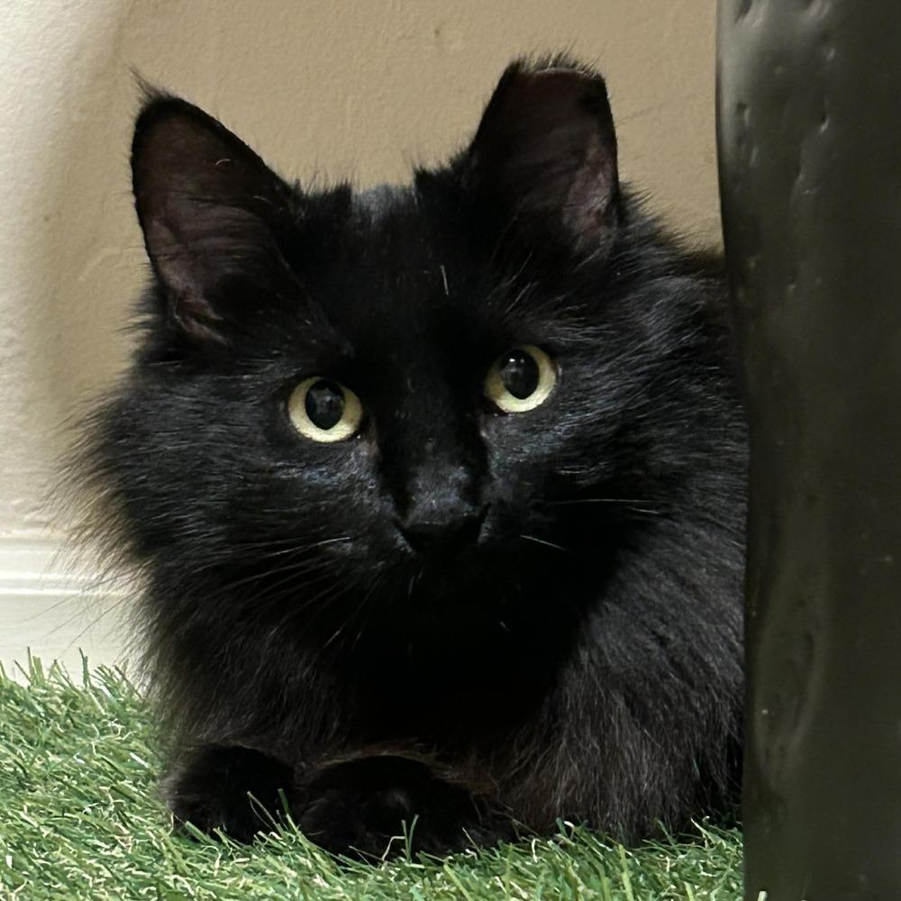 Enlarge Jinxx, a Adoptable mixed breed in tucson, AZ image 1/5