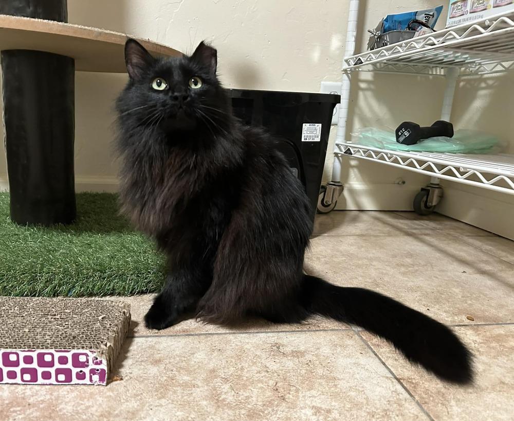 Enlarge Jinxx, a Adoptable mixed breed in tucson, AZ image 2/5