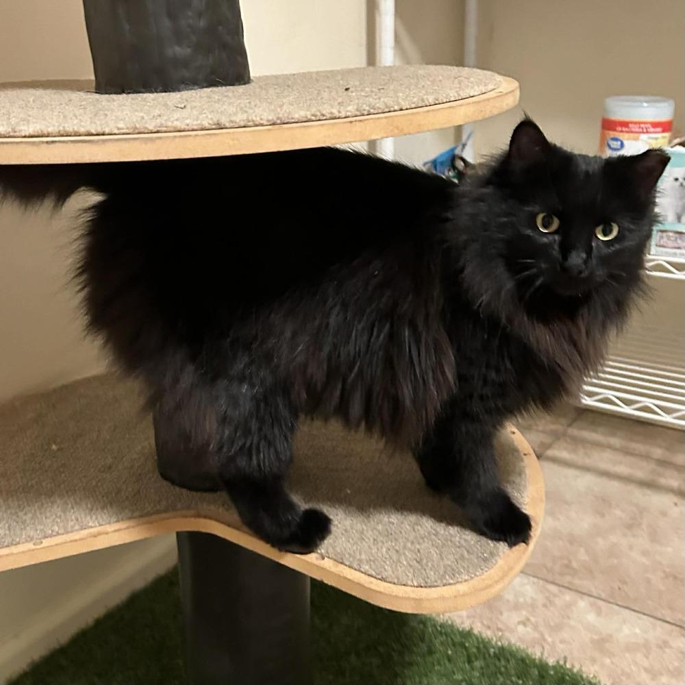 Enlarge Jinxx, a Adoptable mixed breed in tucson, AZ image 3/5