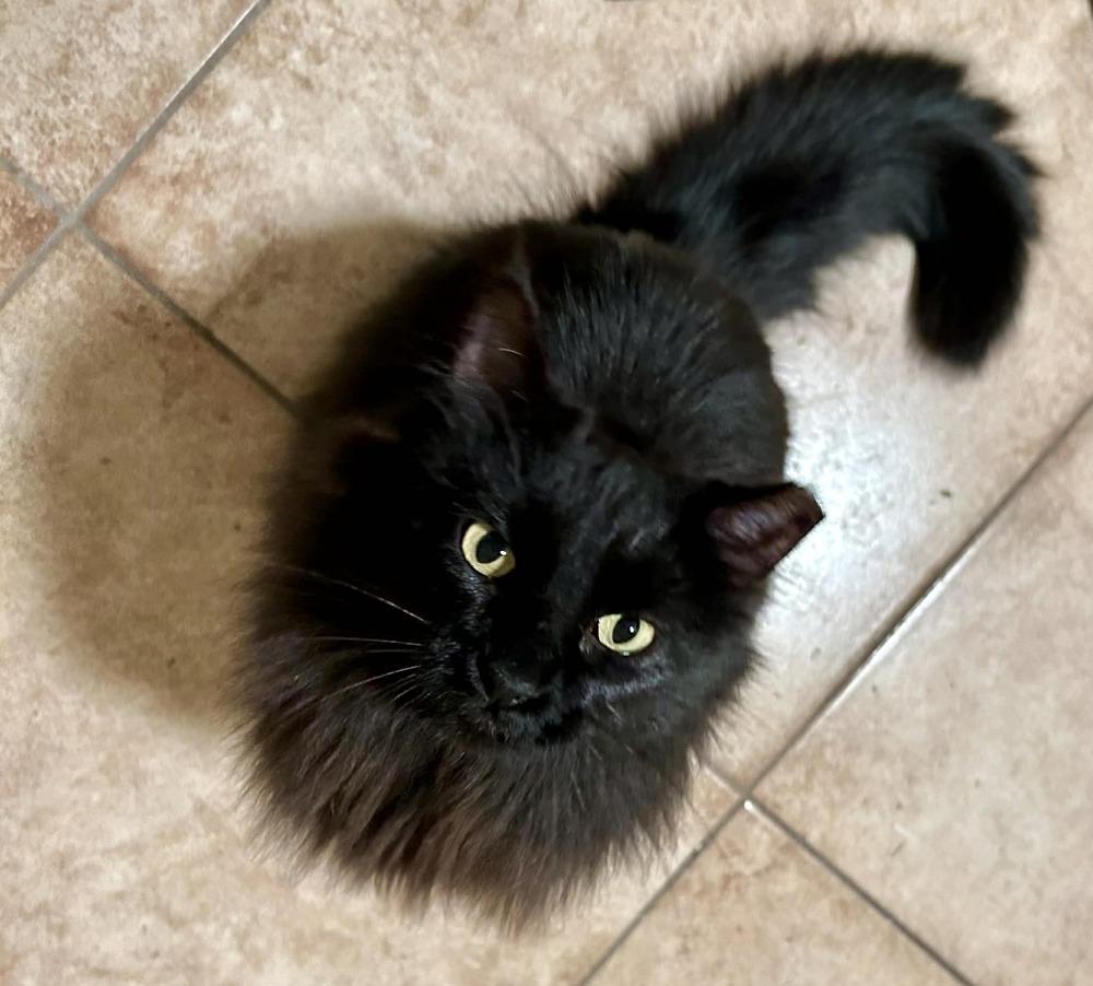 Enlarge Jinxx, a Adoptable mixed breed in tucson, AZ image 4/5