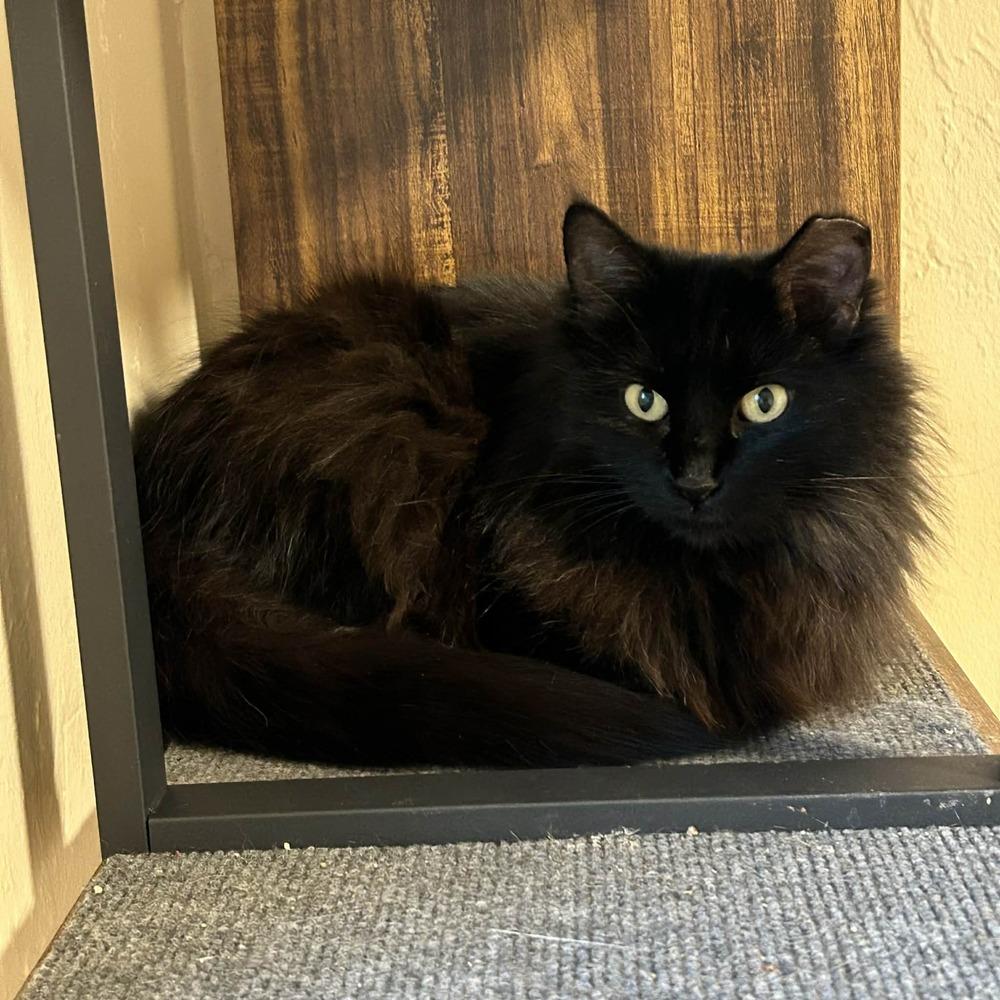 Enlarge Jinxx, a Adoptable mixed breed in tucson, AZ image 5/5