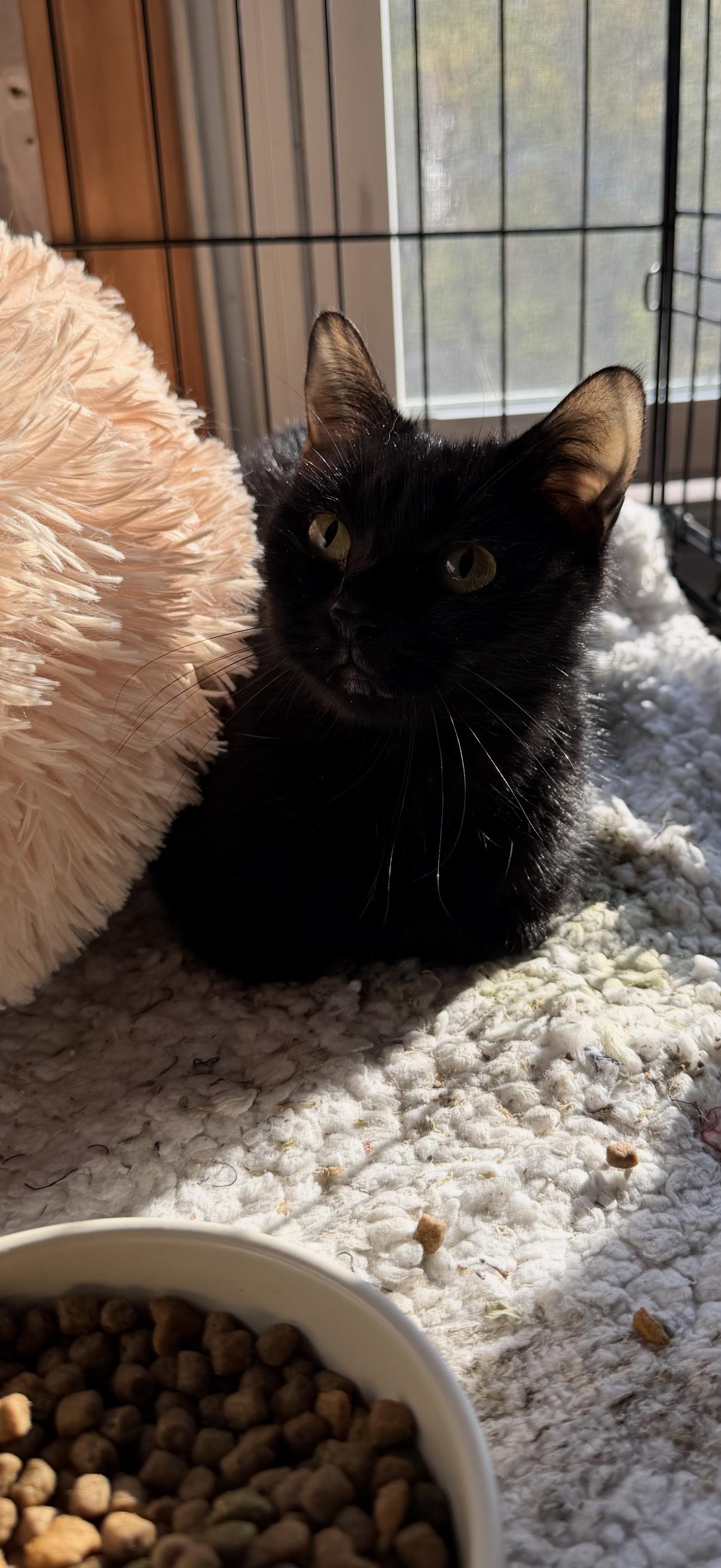 Enlarge Vanessa , a ADOPTABLE Domestic Short Hair in Canton, MA image 1/1