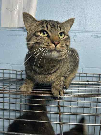 Enlarge McGraw, a Adoptable Domestic Short Hair in Bartlesville, OK image 1/1