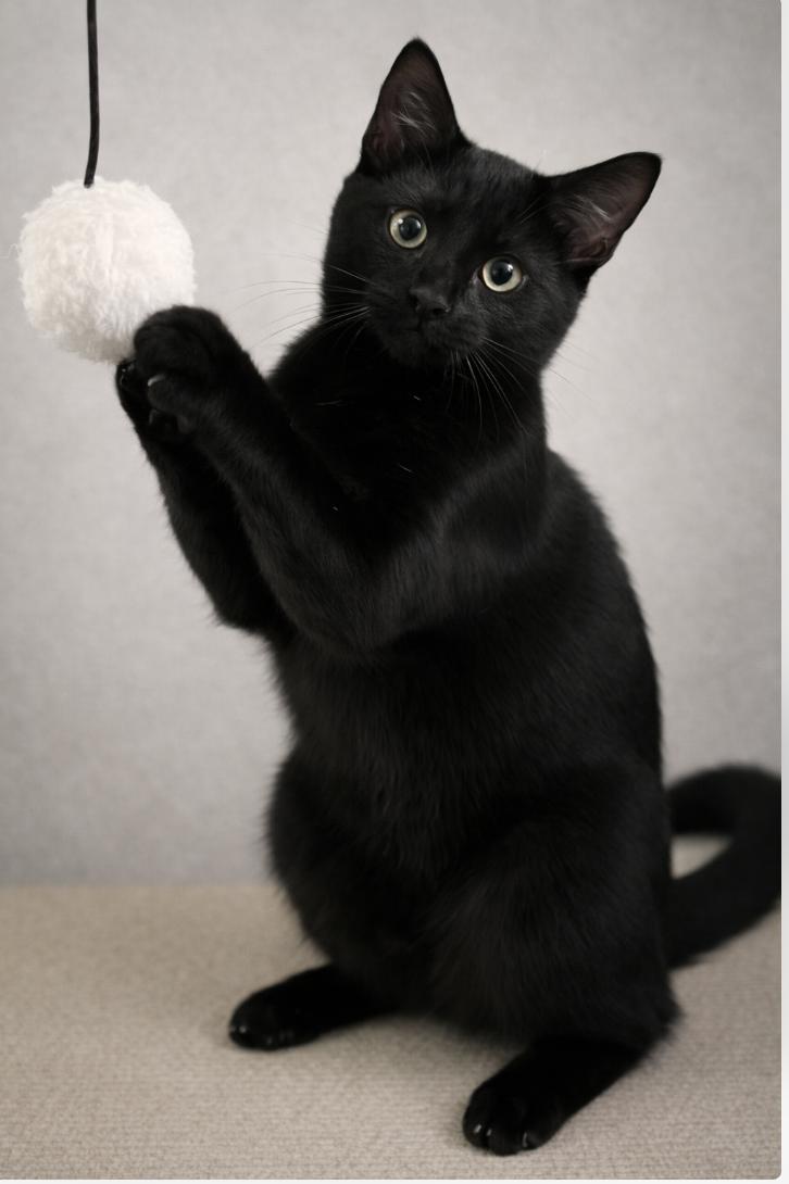 Enlarge Shadow, a Adoptable Domestic Short Hair in Houston, TX image 2/3