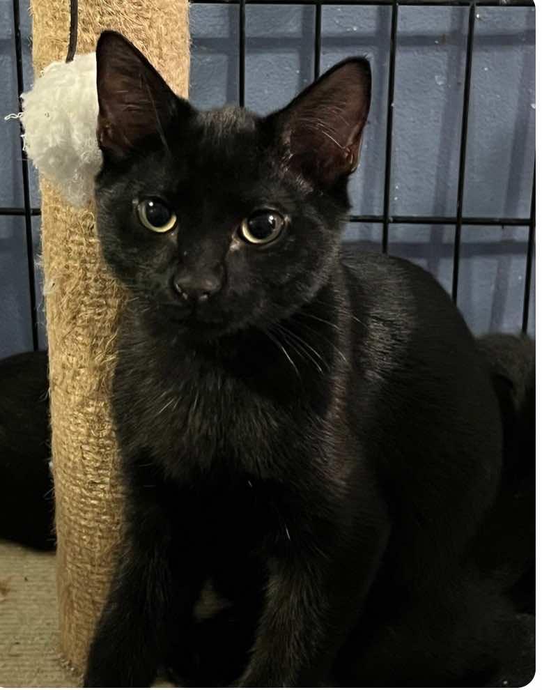 Enlarge Shadow, Sylvester and Sullivan, a Adoptable Domestic Short Hair in Houston, TX image 2/2