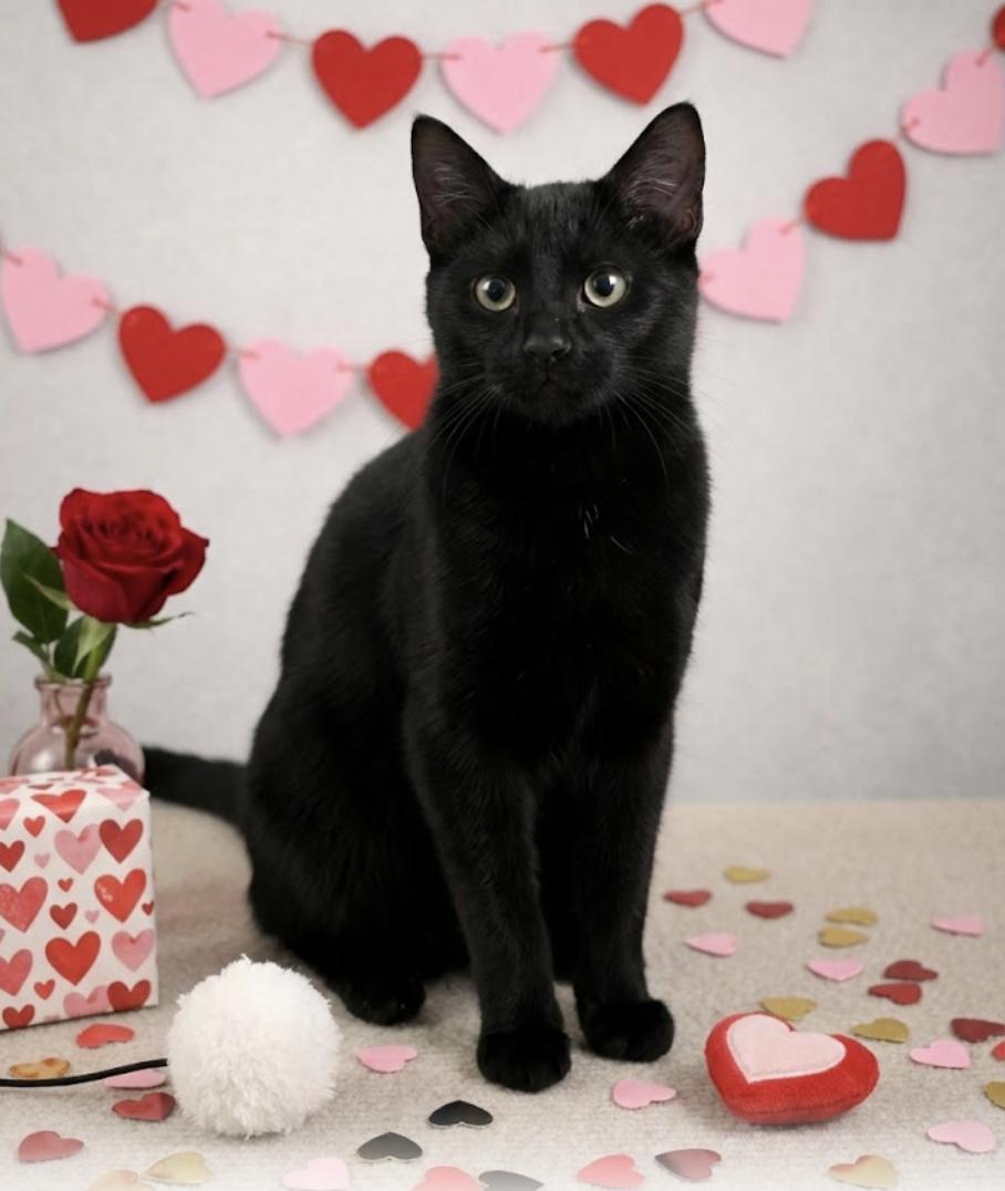 Enlarge Shadow, a Adoptable Domestic Short Hair in Houston, TX image 3/3
