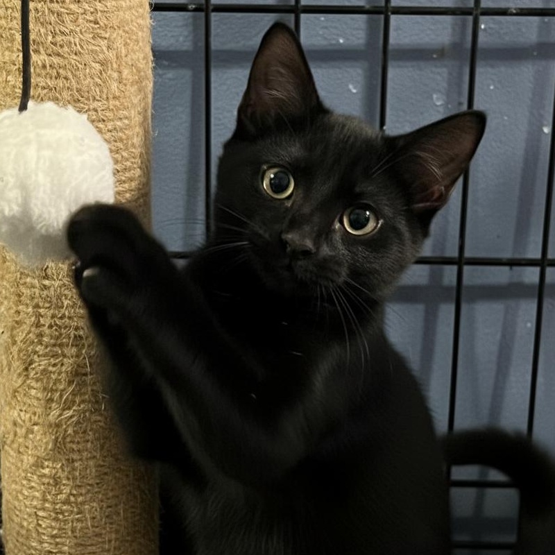 Enlarge Shadow, Sylvester and Sullivan, a Adoptable Domestic Short Hair in Houston, TX image 1/2