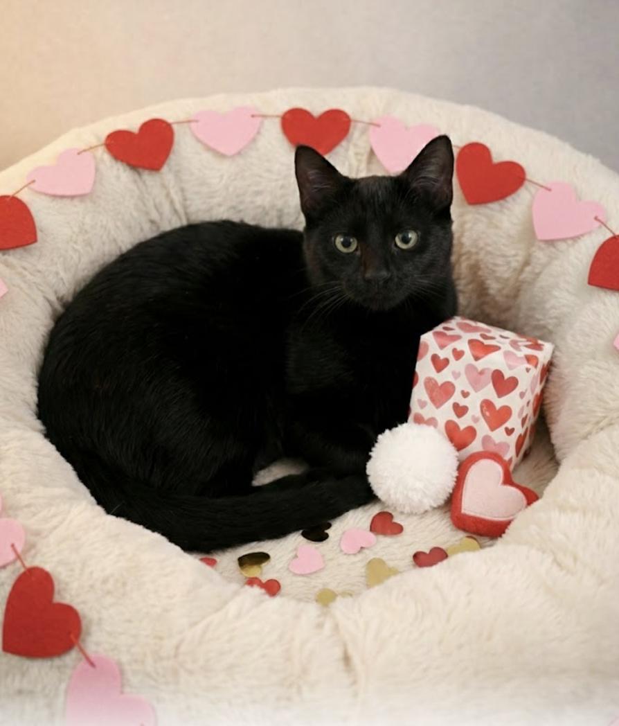 Shadow, Adoptable, Kitten Male Domestic Short Hair.