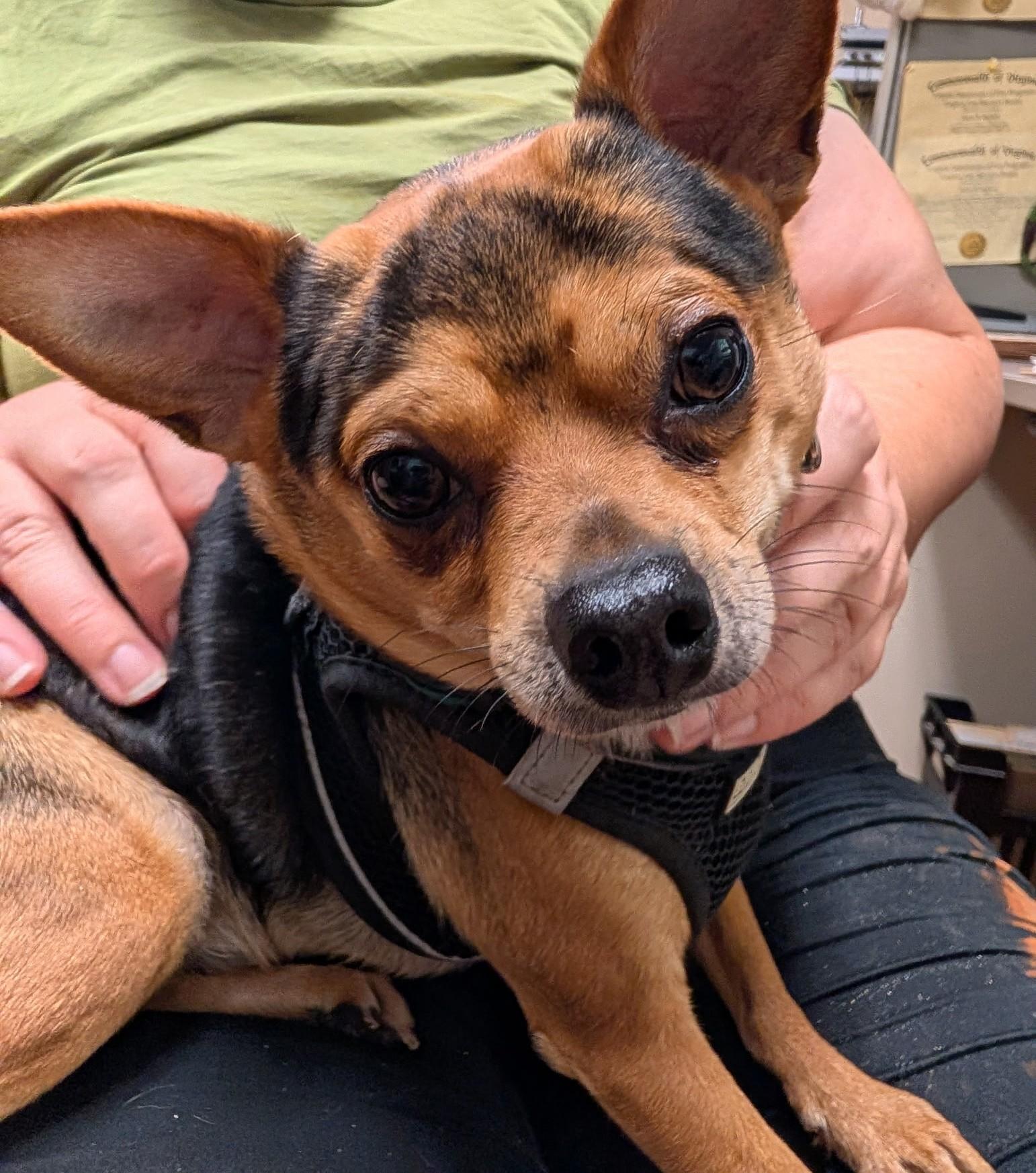 Enlarge Choco, a Adoptable Chihuahua in Richmond, VA image 2/3