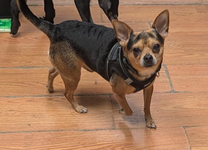Enlarge Choco, a Adoptable Chihuahua in Richmond, VA image 3/3