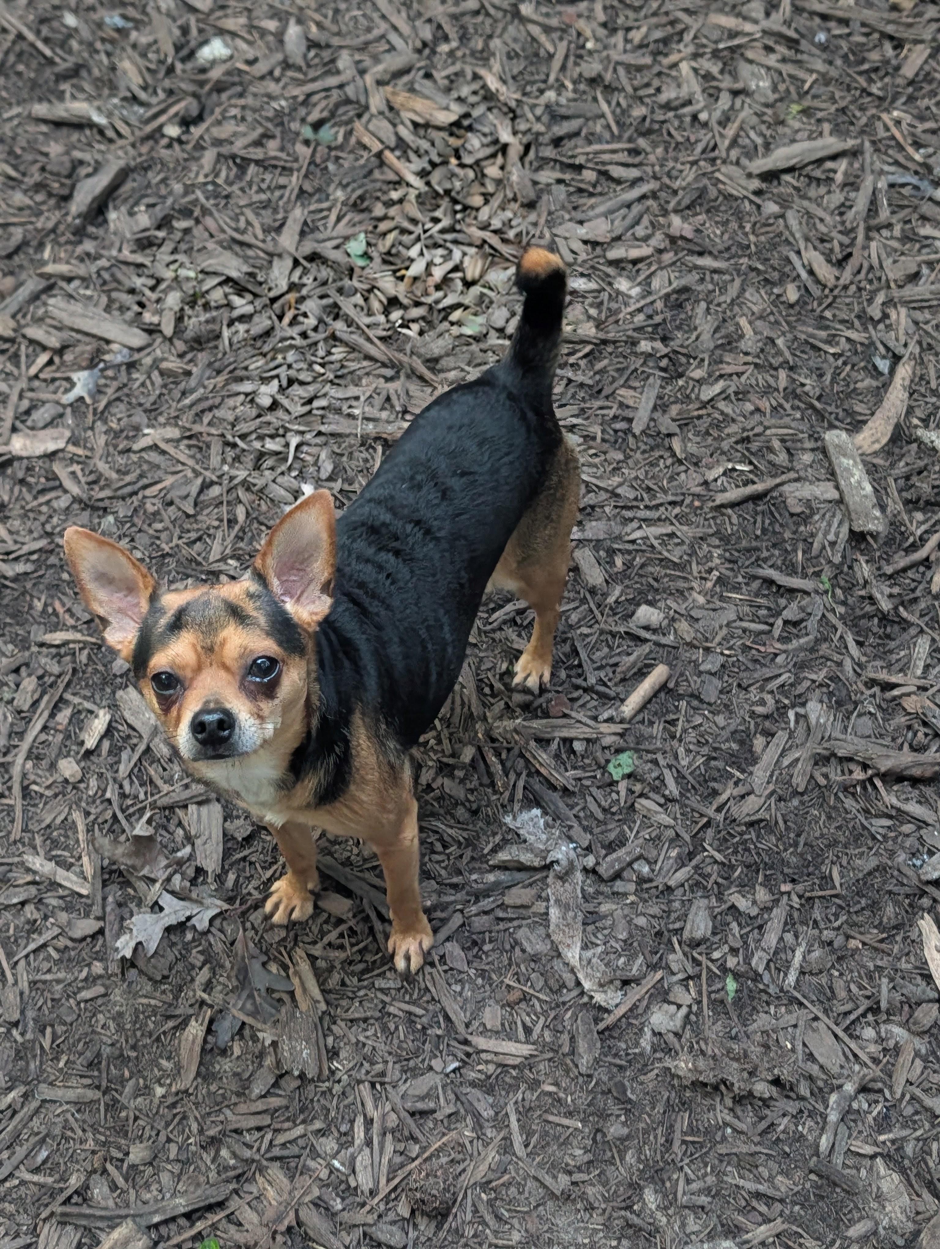 Choco, Adoptable, Young Male Chihuahua.