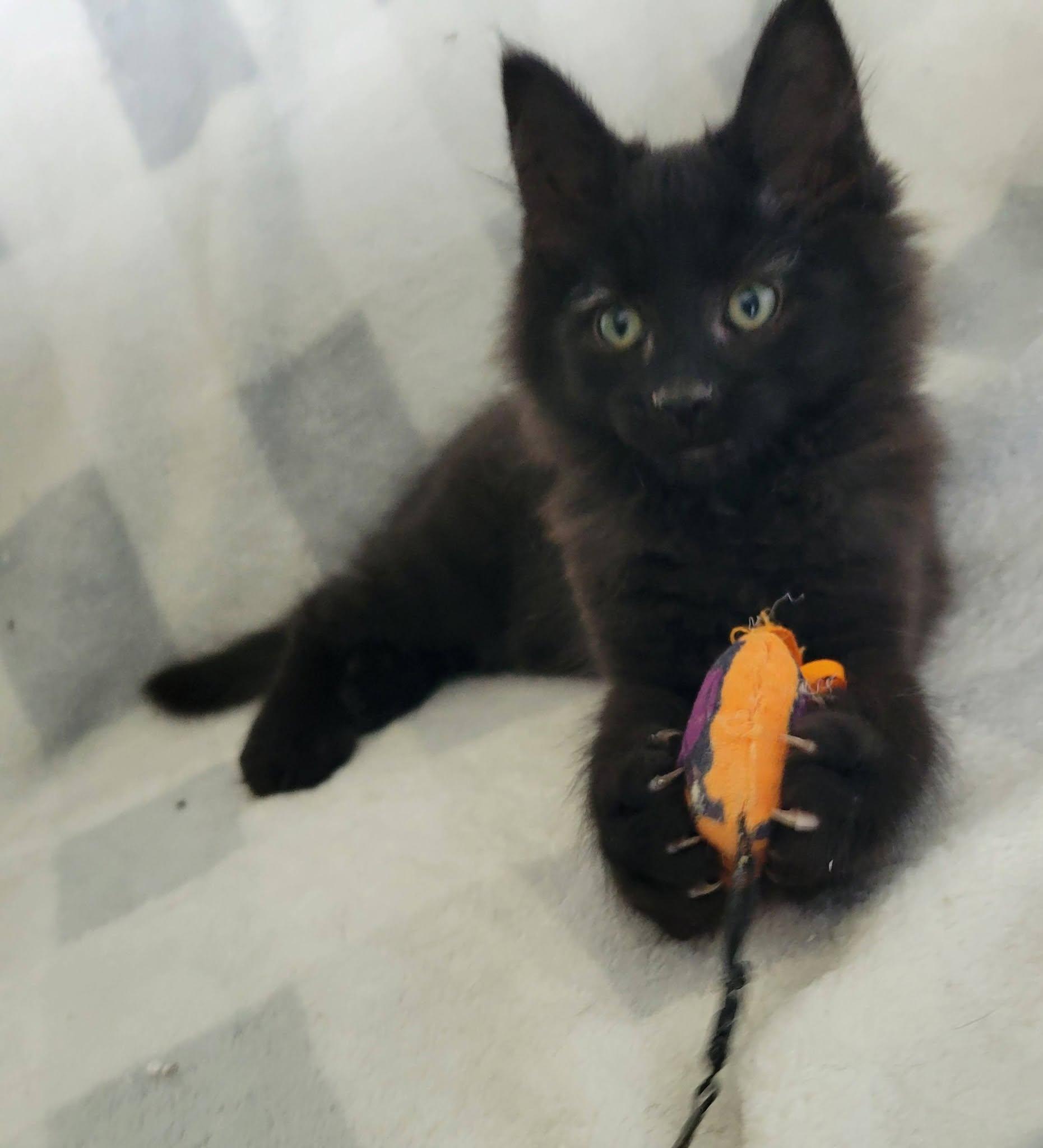 Enlarge Fabio, a Adoptable Domestic Long Hair in Gerrardstown, WV image 4/6