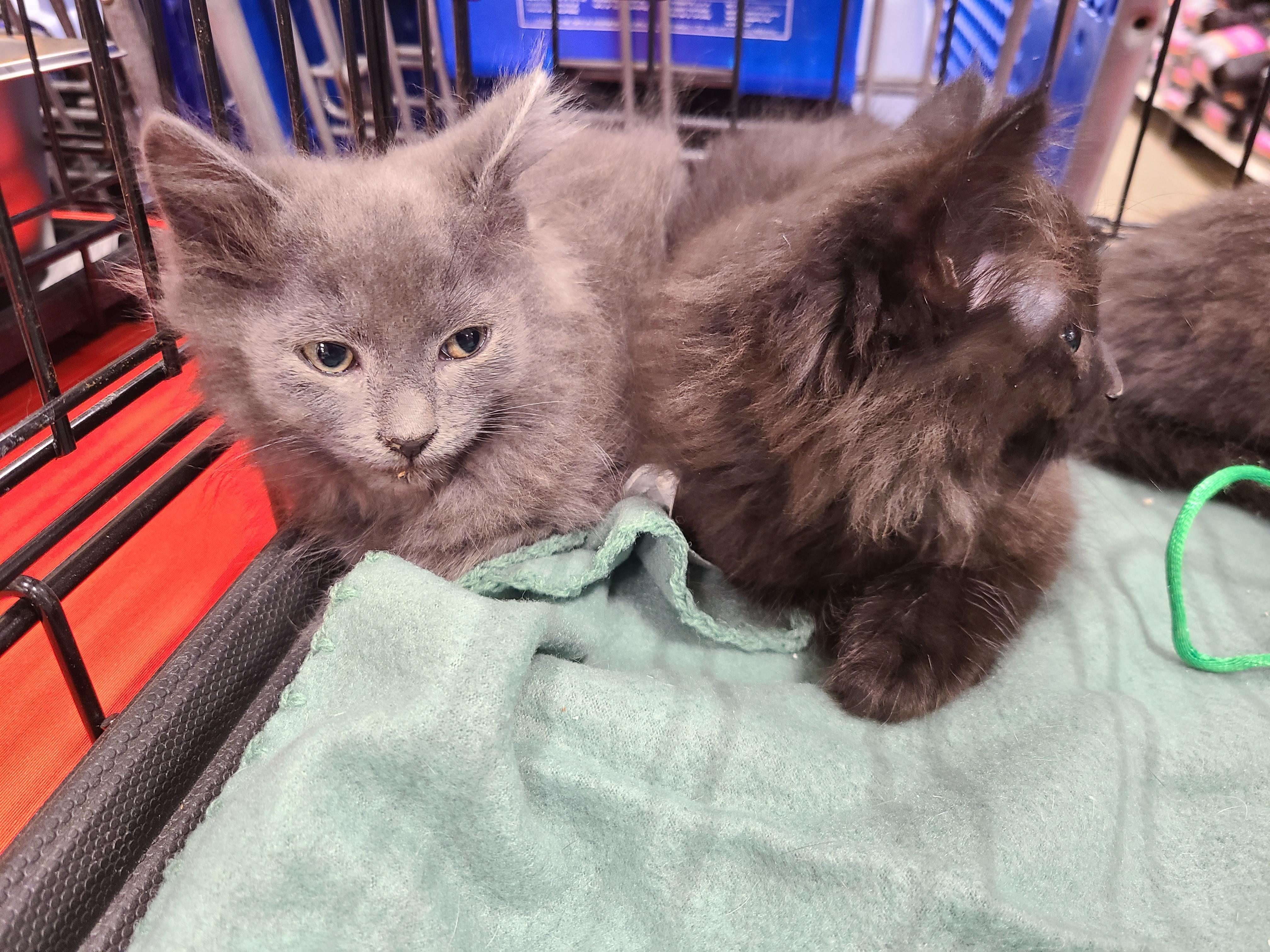 Enlarge Fabio, a Adoptable Domestic Long Hair in Gerrardstown, WV image 3/6