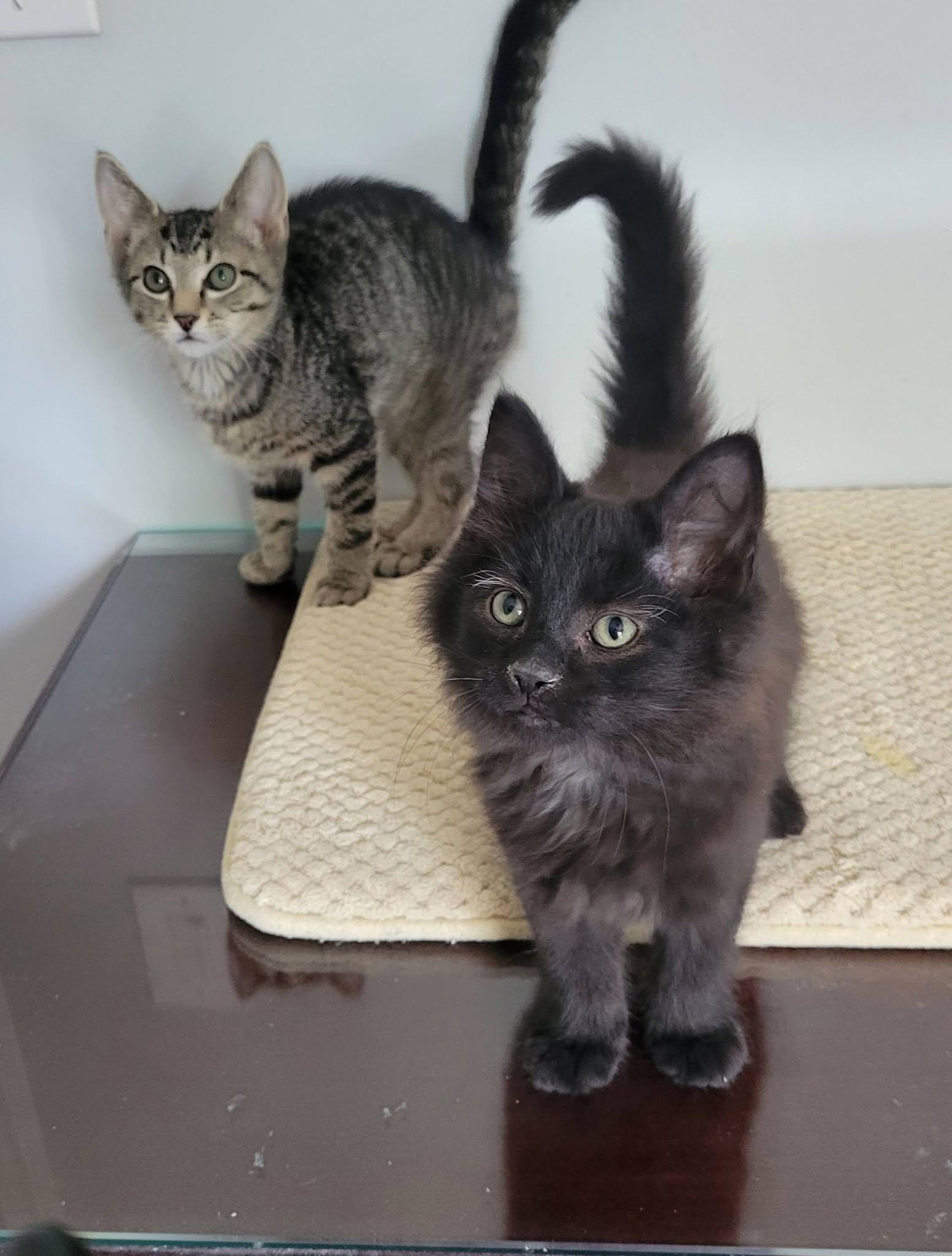 Enlarge Fabio, a Adoptable Domestic Long Hair in Gerrardstown, WV image 6/6