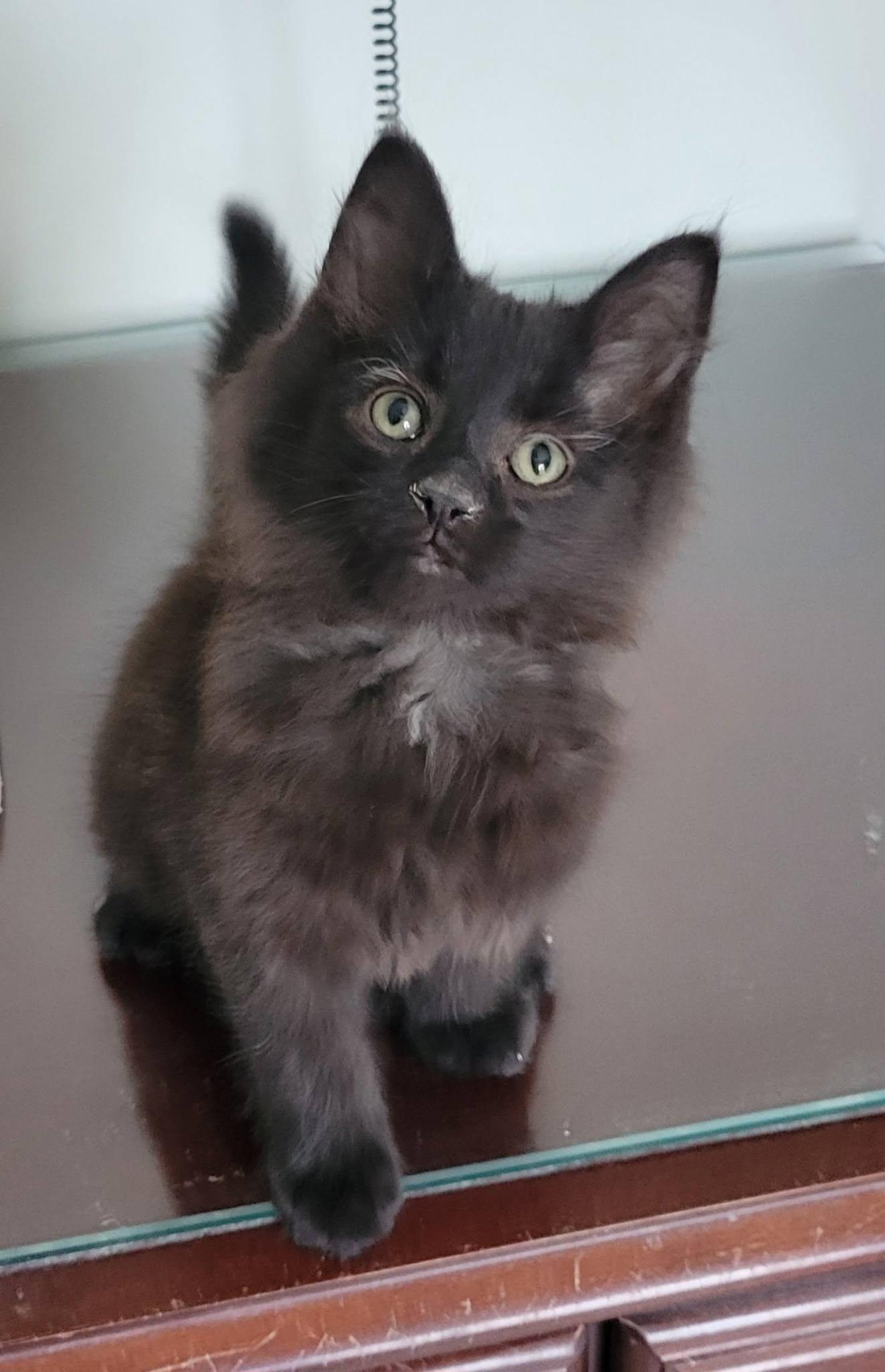 Fabio, Adoptable, Kitten Male Domestic Long Hair.