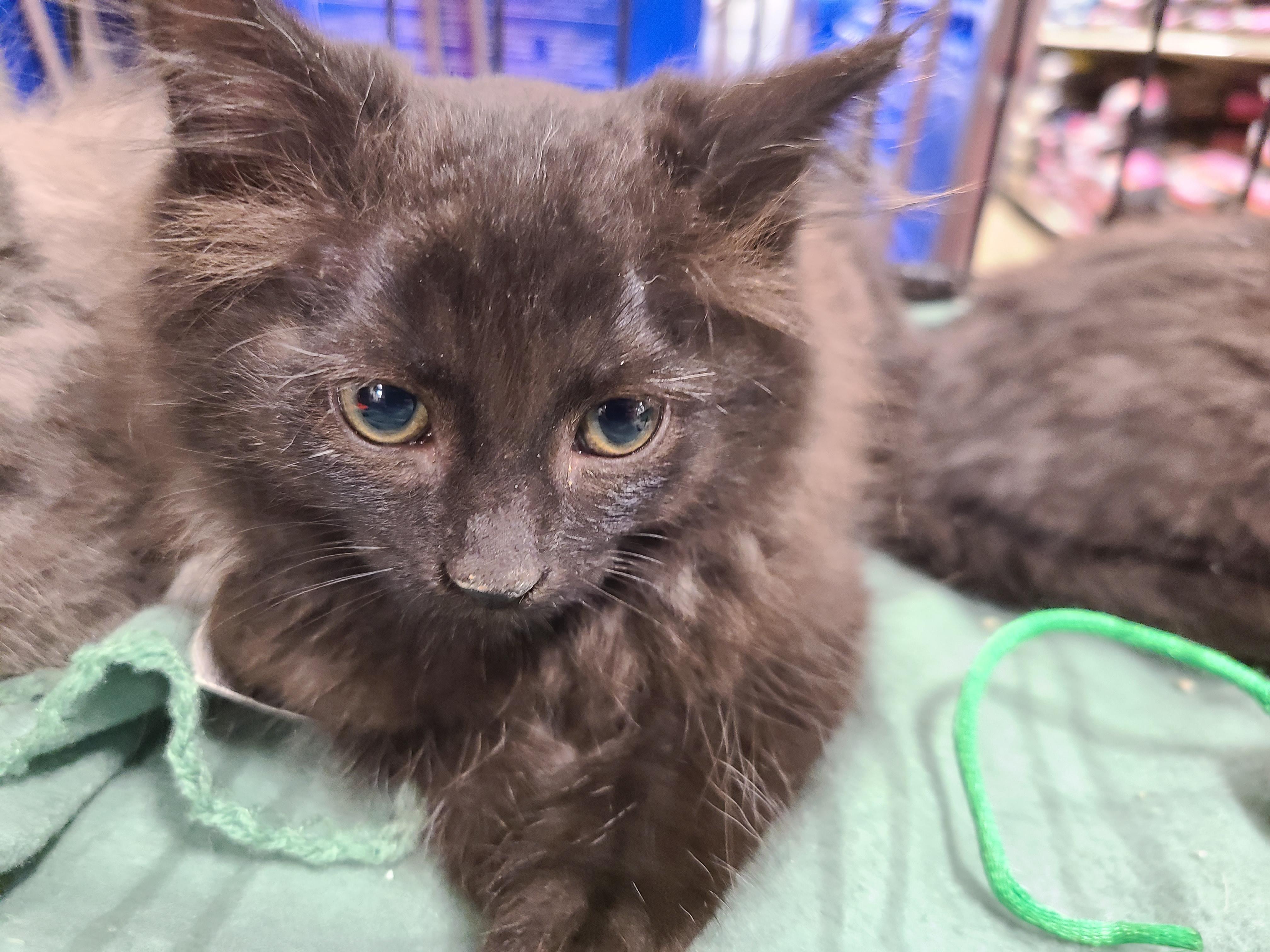 Enlarge Fabio, a Adoptable Domestic Long Hair in Gerrardstown, WV image 2/6